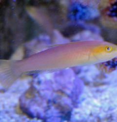 Pseudojuloides xanthomos (female)