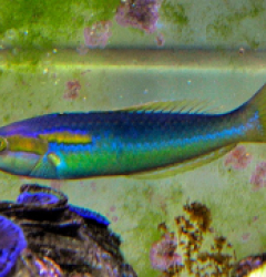 Pseudojuloides xanthomos (male)