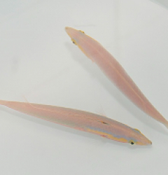 Pseudojuloides xanthomos (Pair)