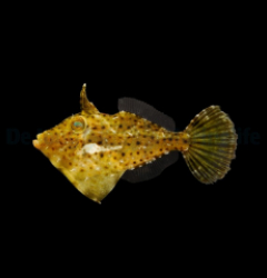 Pseudomonacanthus macrurus