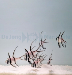 Pterapogon kauderni - DJM Bred