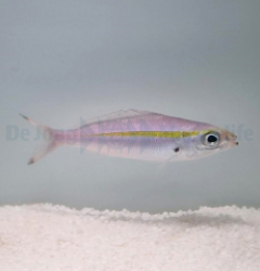 Pterocaesio chrysozona