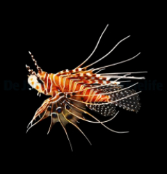 Pterois antennata