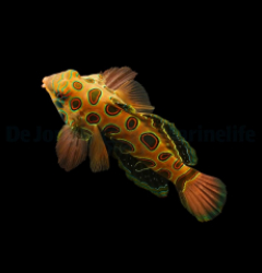 Pterosynchiropus picturatus