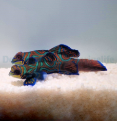 Pterosynchiropus splendidus (blue) (pair)