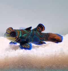 Pterosynchiropus splendidus (blue)