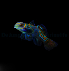 Pterosynchiropus splendidus - DJM Bred