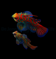 Pterosynchiropus splendidus (Blue) (Pair)