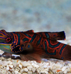 Pterosynchiropus splendidus (Red)