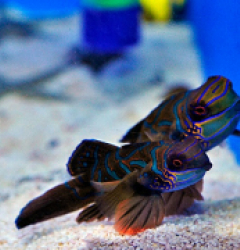 Pterosynchiropus splendidus (Red) (Pair)