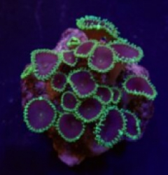 Palythoa spp. (Purple Death) (frag)