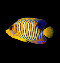 Pygoplites diacanthus (Red Sea)
