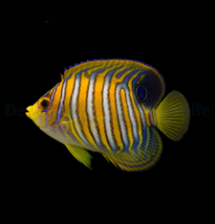 Pygoplites diacanthus (Pacific)