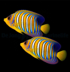 Pygoplites diacanthus (Red Sea) (pair)