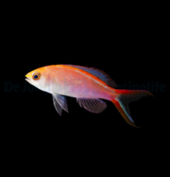 Pyronotanthias smithvanizi