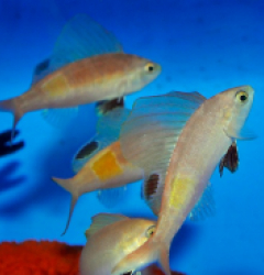 Rabaulichthys stigmaticus