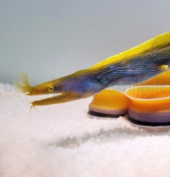 Rhinomuraena quaesita (Blue)