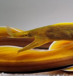 Rhinomuraena quaesita (Yellow)