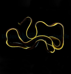 Rhinomuraena quaesita (Black)