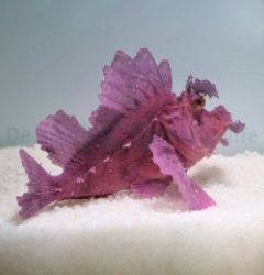 Rhinopias eschmeyeri (Purple)