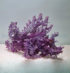 Rhinopias frondosa (Purple)
