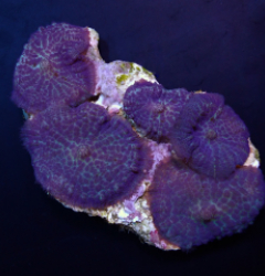 Rhodactis inchoata (Blue-Purple)
