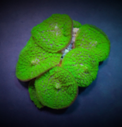 Rhodactis inchoata (Green) (Grade A)