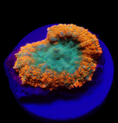 Rhodactis spp. (Orange) (Premium) (1 ear)