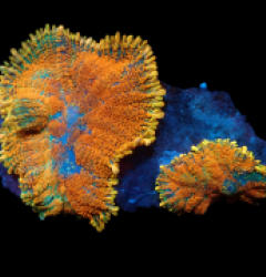 Rhodactis inchoata (Orange Premium) pb 260