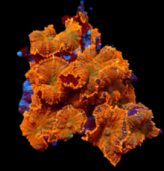 Rhodactis inchoata (Orange Ultra) (L) pb 314