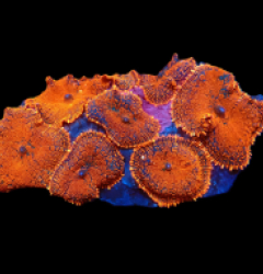 Rhodactis inchoata (Orange Ultra) (M-L) pb 193