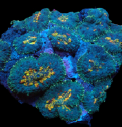 Rhodactis inchoata (Special Selected) pb 613