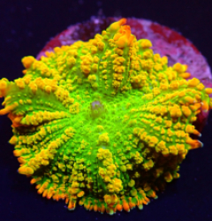 Rhodactis inchoata (Tequila Sunrise) (per ear)