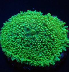 Rhodactis indosinensis (Green) (1 ear)