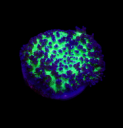 Rhodactis indosinensis (Blue) (1 ear)