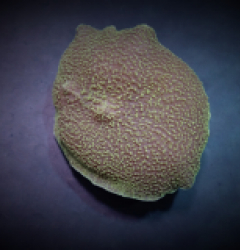 Platyzoanthus mussoides