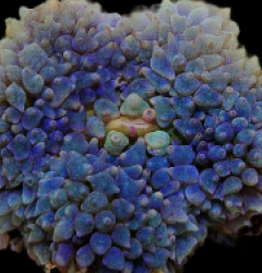 Rhodactis osculifera (Blue) (1 ear)