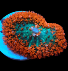 Rhodactis osculifera (Red) (Ultra) pb 135