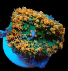 Rhodactis osculifera (Ultra) pb 168