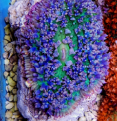 Rhodactis osculifera (Ultra) (1 ear)