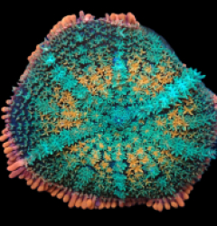 Rhodactis sp. (Frankenstein Bounce) (L) IH 203