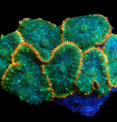 Rhodactis sp. (Orange Rim) pb 005
