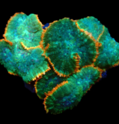 Rhodactis sp. (Orange Rim) pb 627