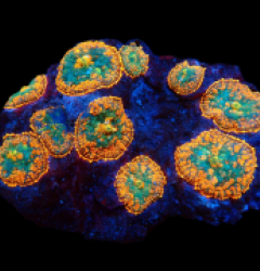 Rhodactis sp. (Orange Ultra) pb 025