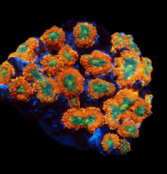 Rhodactis sp. (Orange Ultra) pb 099