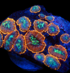 Rhodactis sp. (Orange Ultra) pb 110