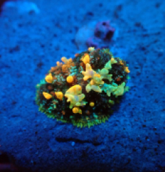 Rhodactis sp. (Special Colored) (Bounced) pb 360