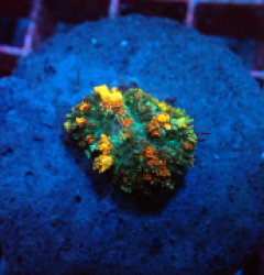 Rhodactis sp. (Special Colored) (Bounced) pb 401