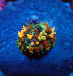 Rhodactis sp. (Special Colored) (Bounced) pb 420