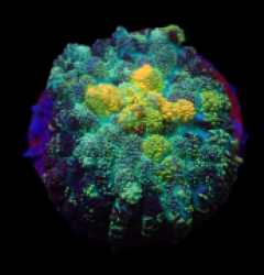 Rhodactis spp. (Grade A) (1 ear)